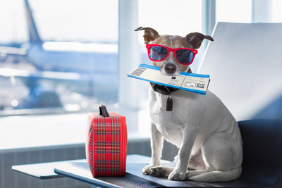 Air Travel with Pets: Tips for Stress-Free Air Travel