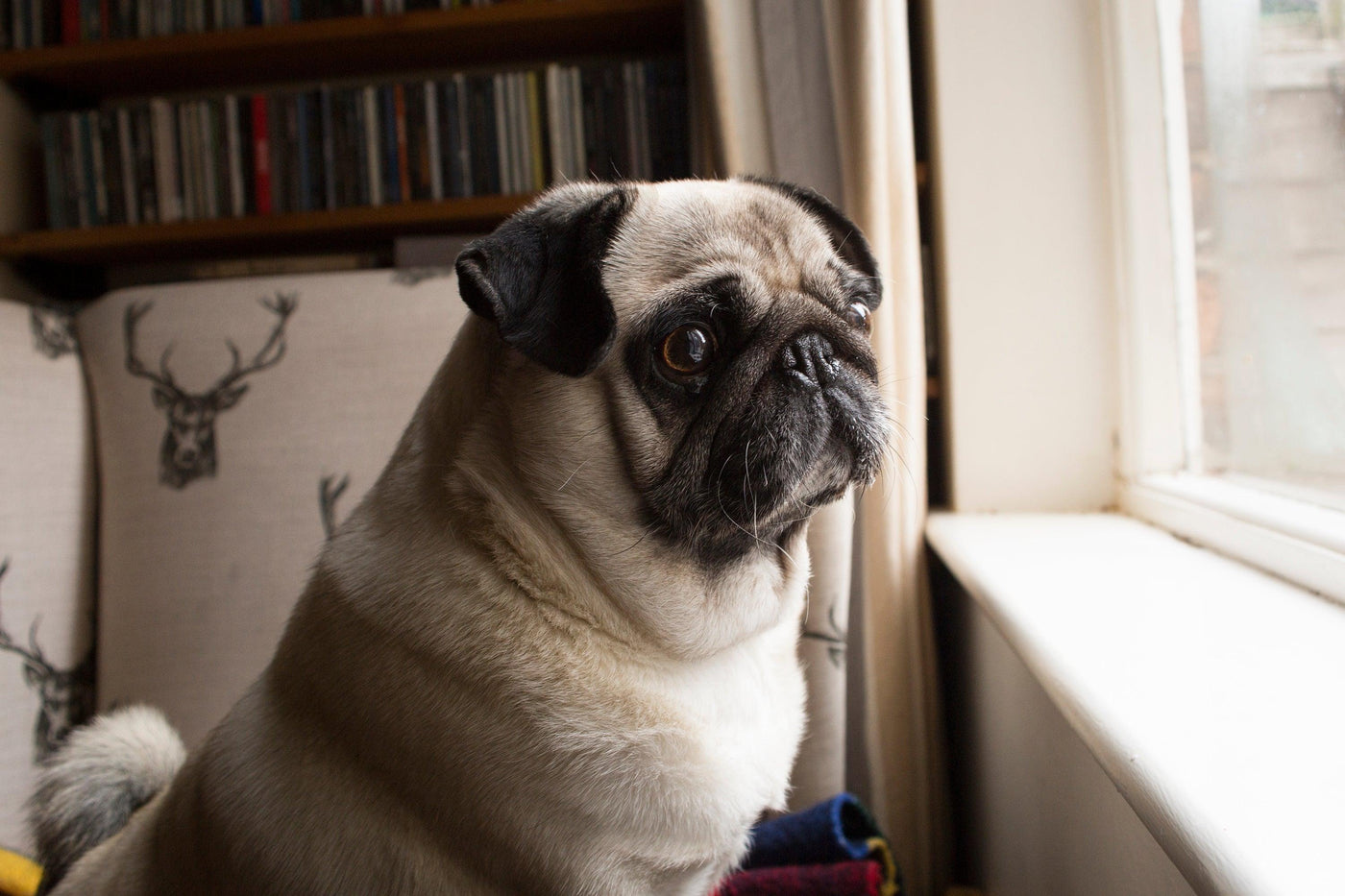 Managing Your Pet's Separation Anxiety - KiiOui Pet Store