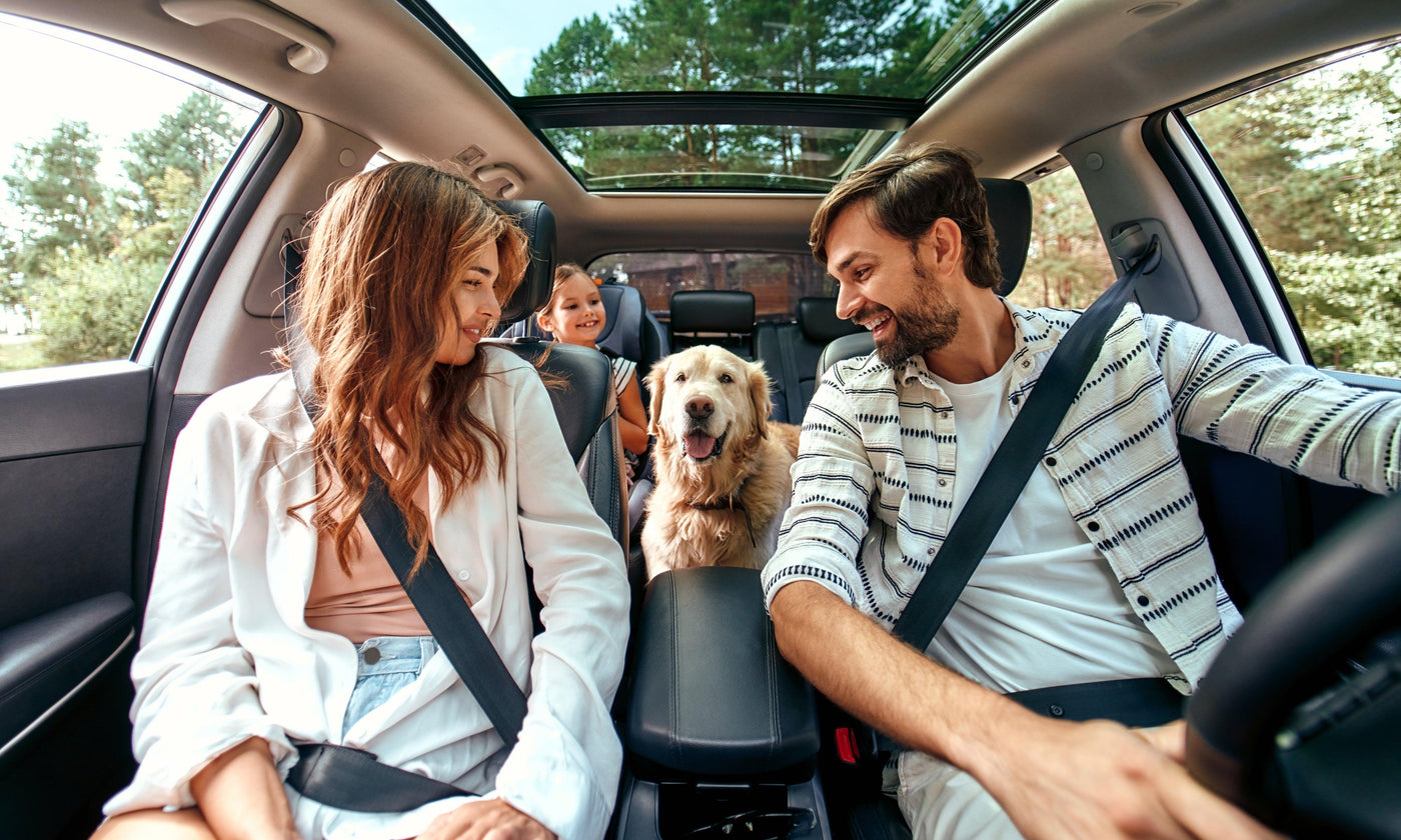 Riding In Cars with Pets: Tips for Safe Travels on the Road - KiiOui Pet Store