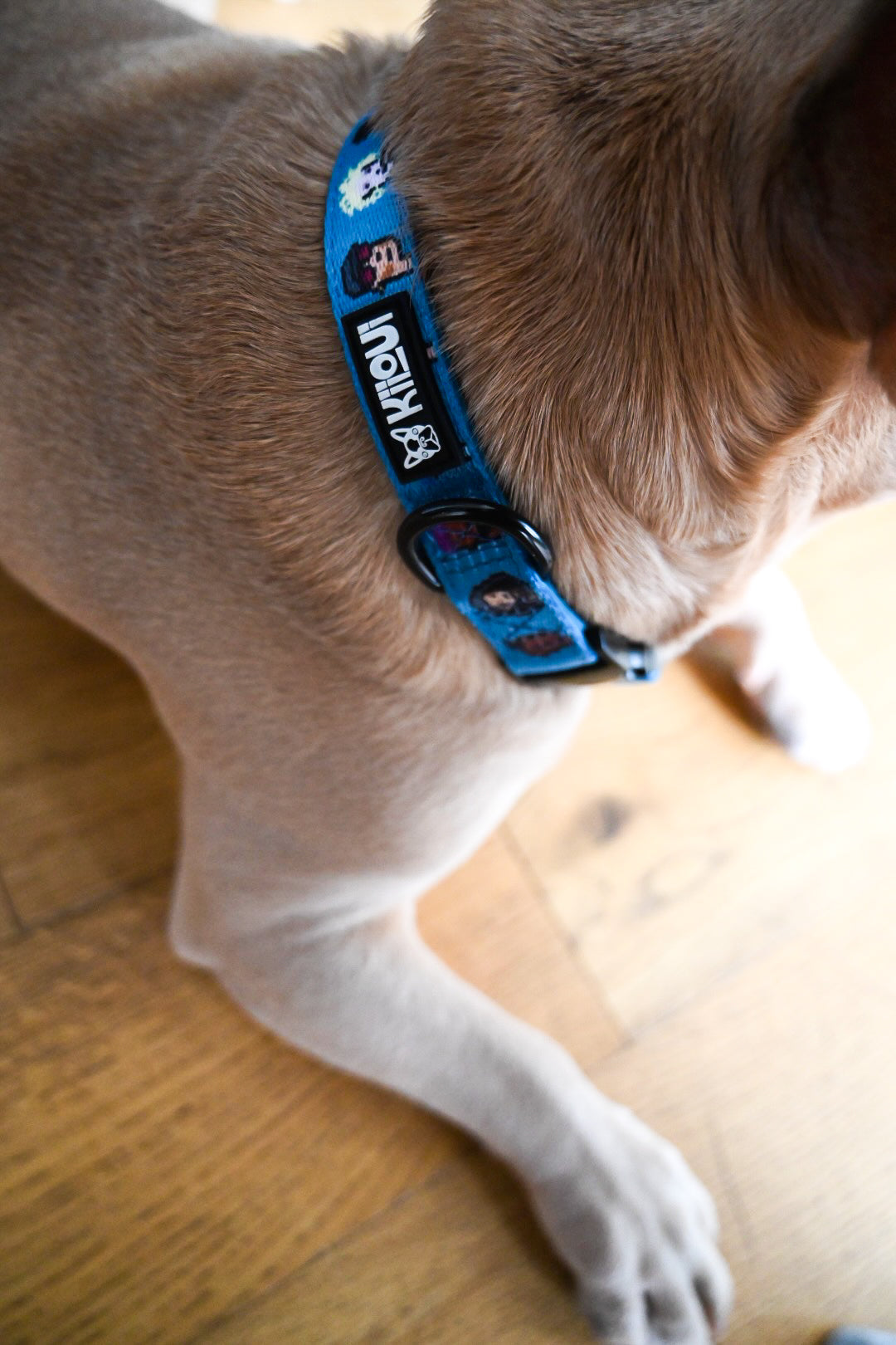 Crypto Pup Adjustable Collar | KiiOui